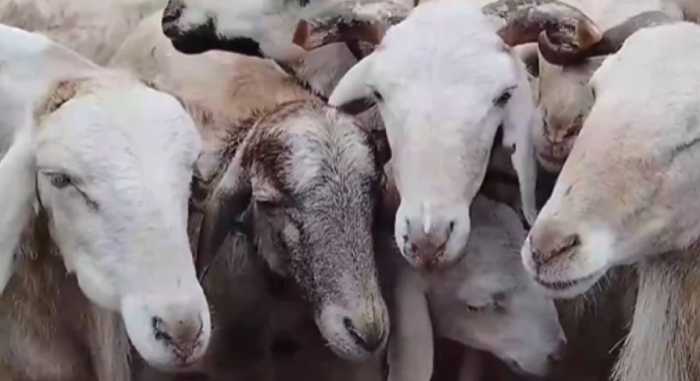 [goat sale in namakkal district]