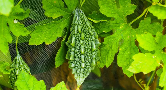 Bitter Gourd Planting Ideas