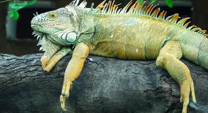 Taiwan Kill Up To 120000 Green Iguanas