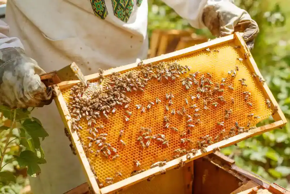 Beekeeping Business In Tamil