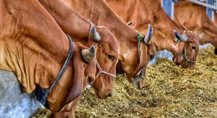 Gyr Cattle Business In Tamil