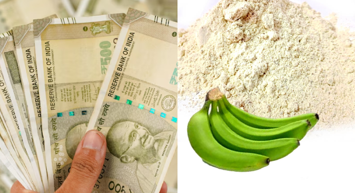 Banana Powder Manufacturing Business