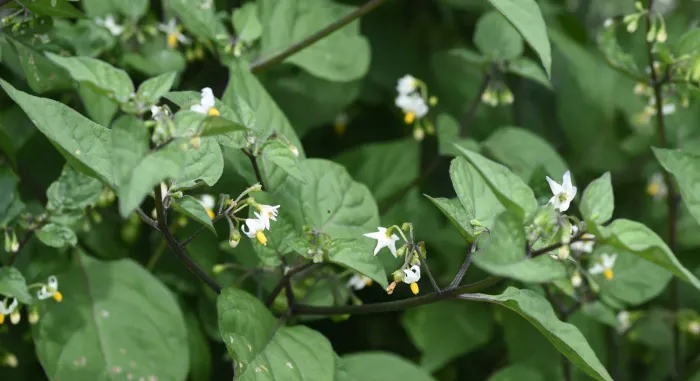 Manathakkali Planting Ideas Tamil