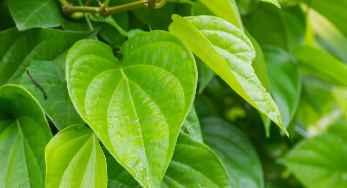 Health Benefits of Betel Leaf