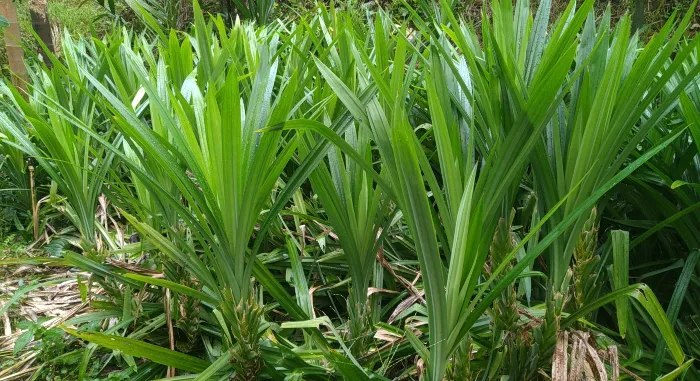 Biryani Leaf Farming Ideas Tamil