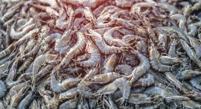 Shrimp Farming Business 