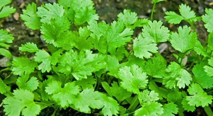 Coriander Planting Ideas Tamil