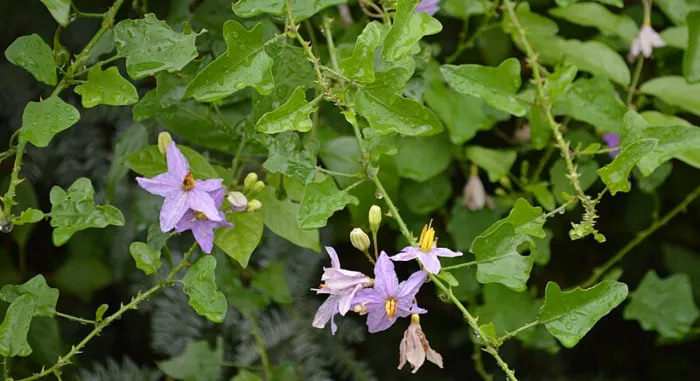 Thuthuvalai Planting Business