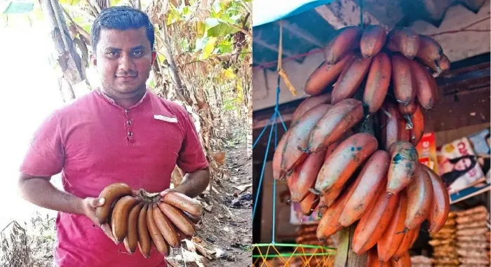 Civil Engineer To Red Banana Farming