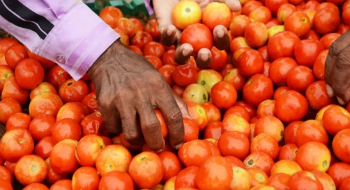 Tomato Prices Dropped