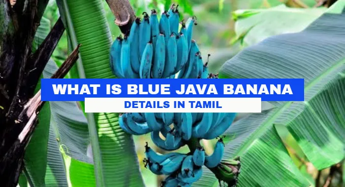 What Is Blue Java Banana